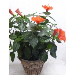 Hibiscus XXL