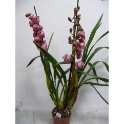 cymbidium