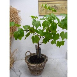 Pied de vigne