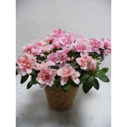 Azalée rose et son cache-pot
