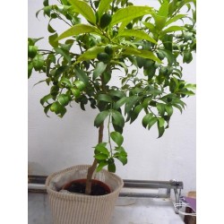 kumquat