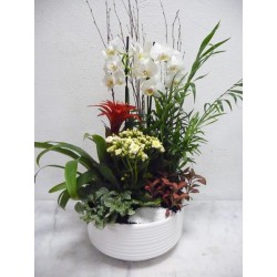 Composition de plantes...