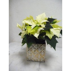 Poinsettia blanc vendu avec...