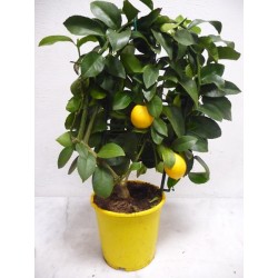 Citronnier avec ses fruits