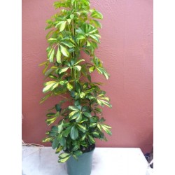 Schefflera