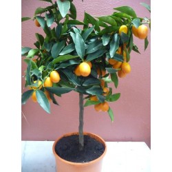 Kumquat
