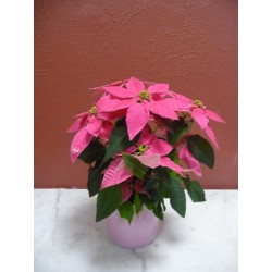 Poinsettia rose vendu avec...