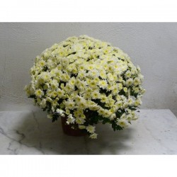 chrysanthème blanc Toussaint