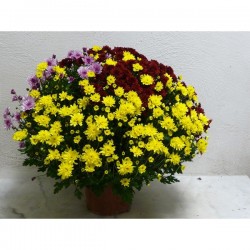 chrysanthème multicolore