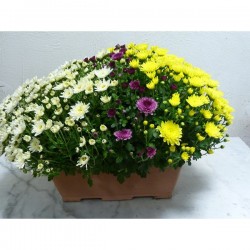 Jardinière chrysanthème...