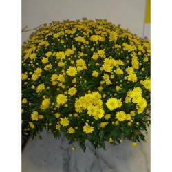 Chrysanthème jaune TOUSSAINT