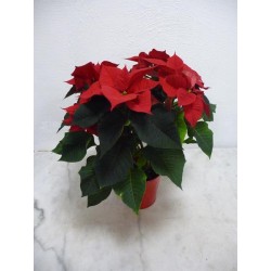 Poinsettia