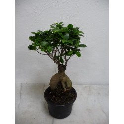 Ficus ginseng