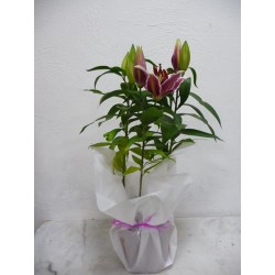Lys rose